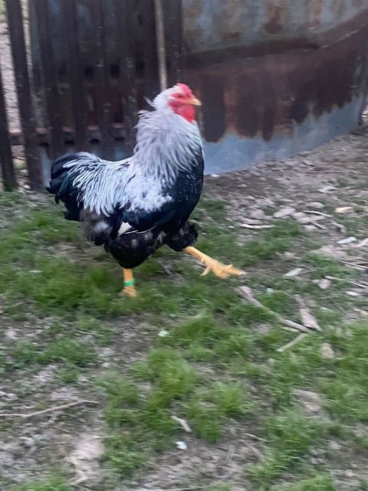 Cocoși de rasă!.