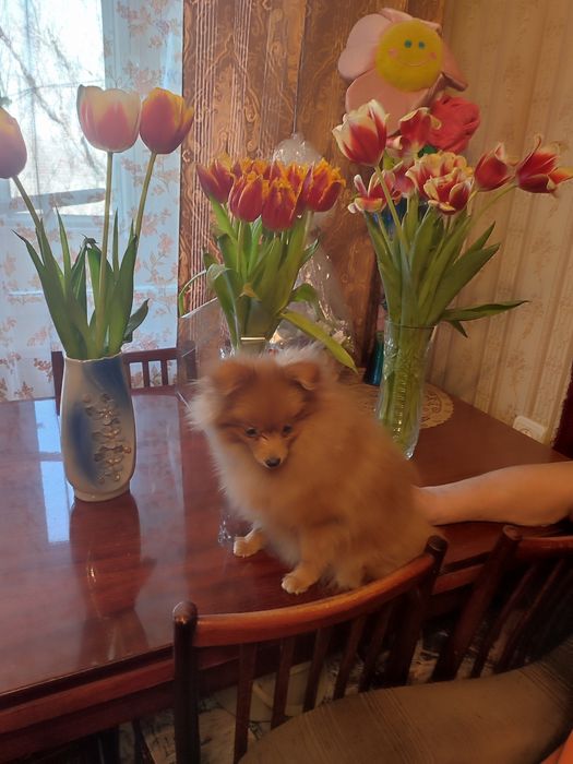 Чудесная мини девочка от Чемпиона. Подрощенная.