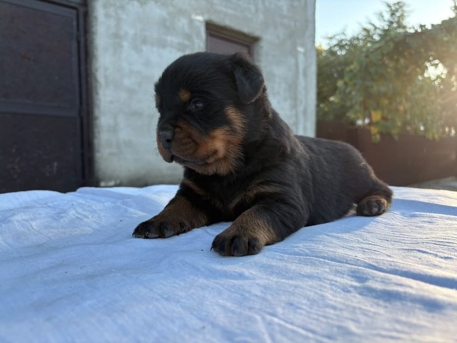 Vand pui rottweiler