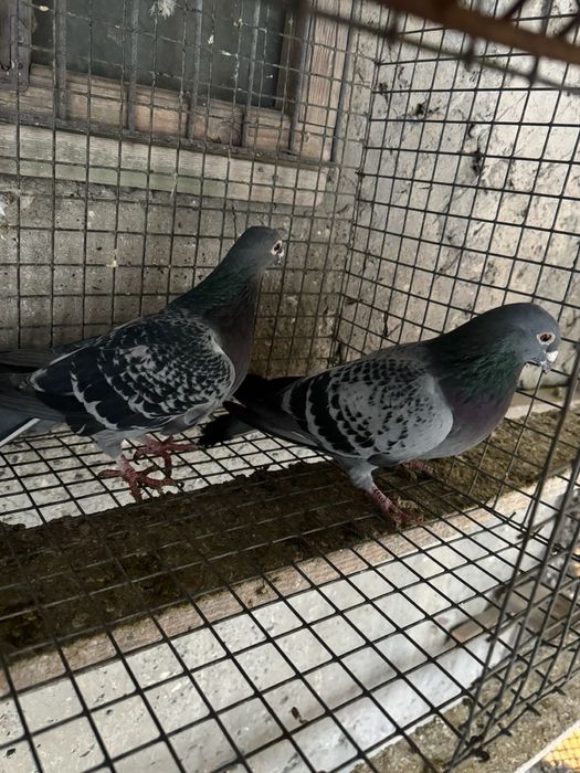Продам почтовых голубей!