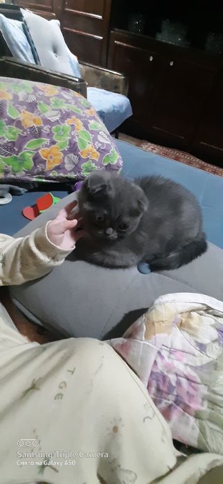 Шотландские вислоухие