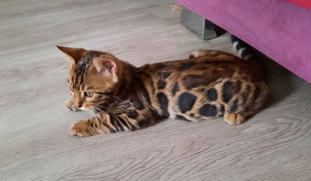 Котята Бенгальской кошки