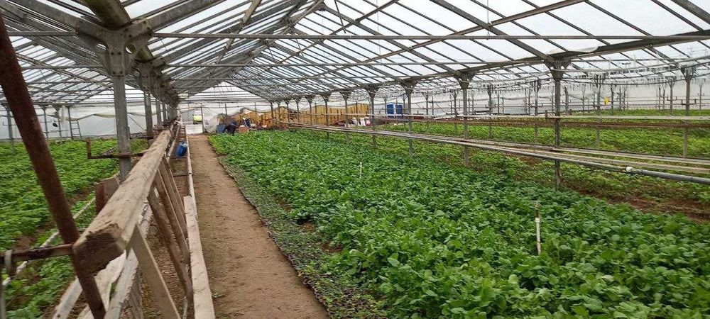 Продаетcя бизнес тепличное хозяйство