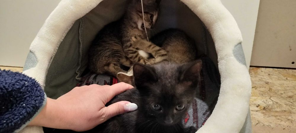 Anunț Adopție Piatra Neamț Puișori Pisică