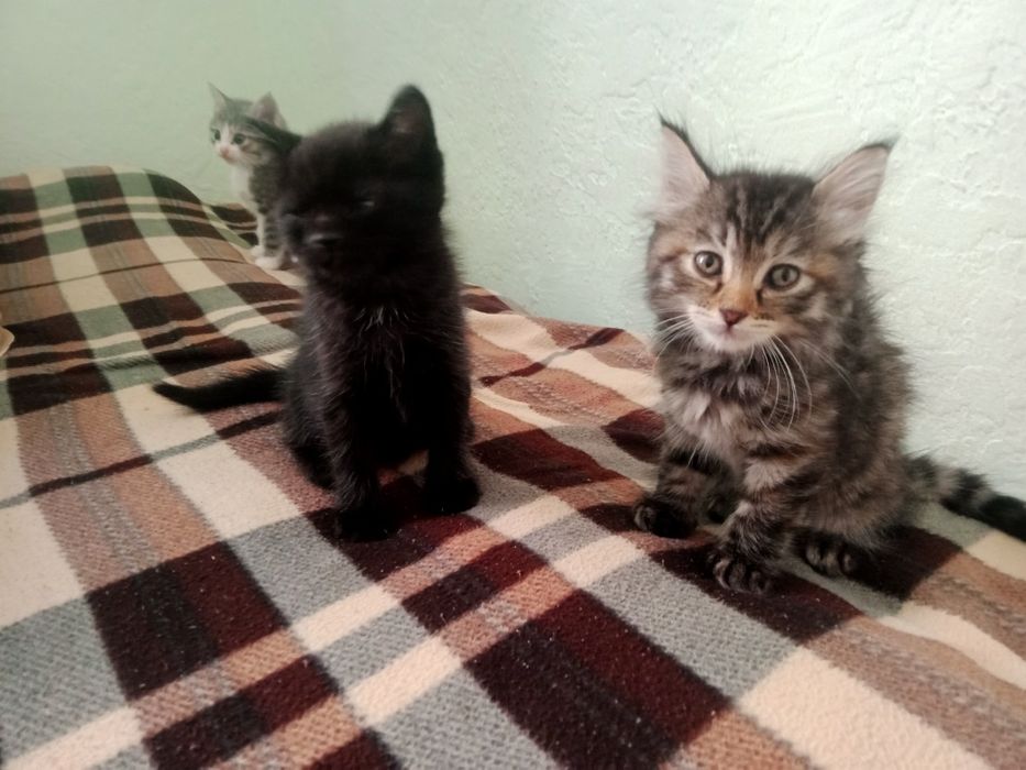 Отдам котят в добрые руки
