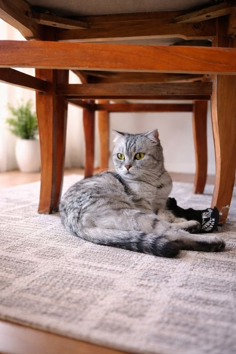 Серебристый шиншилла Скоттиш фолд