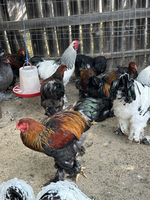 Cocosi brahma potarnichiu si herminat deschis