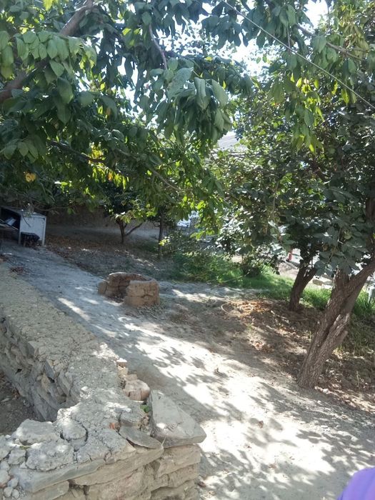 Hovli sotiladi 7 sutix