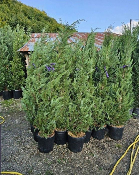 Leylandii de vanzare