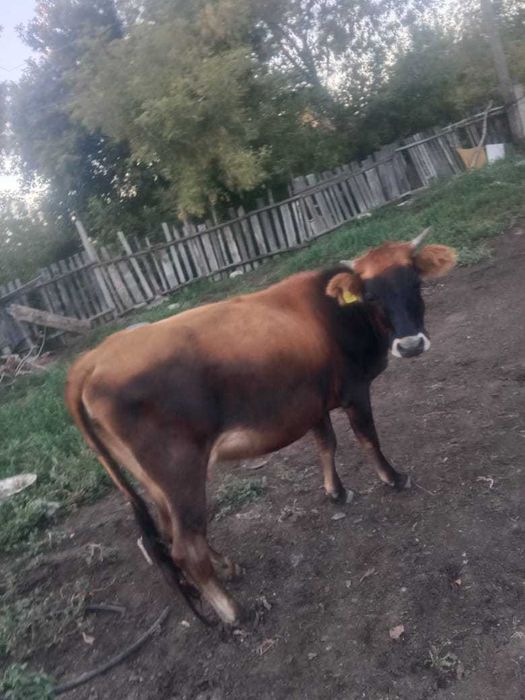 Быр туган сиыр сатылады