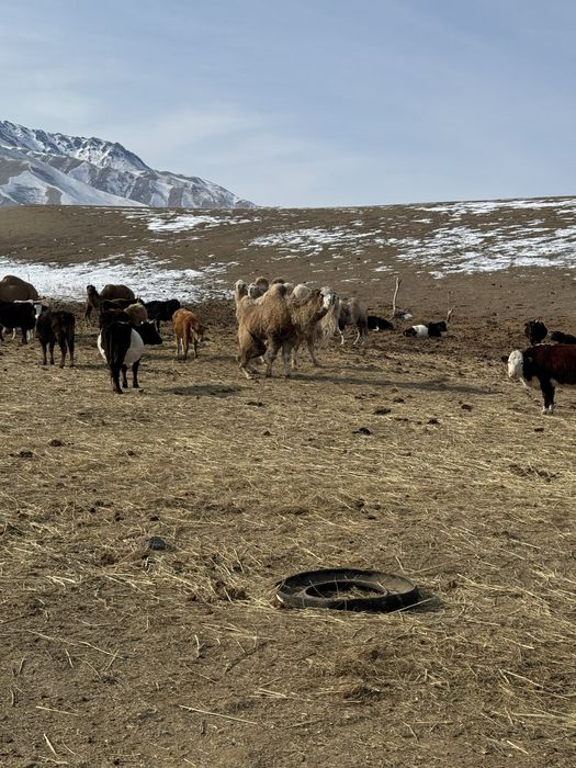 Қойшы керек (тұрақты жұмыс)