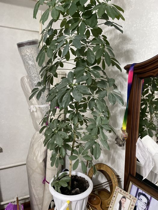 Продам разные цветы комнатные/офисные