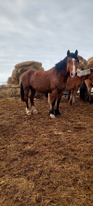 Продам или обмен жеребца
