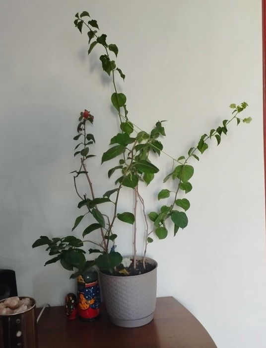 Бугенвиллия два куста в горшке