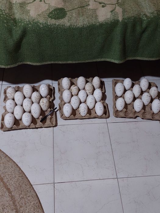 Продам гусей домашних