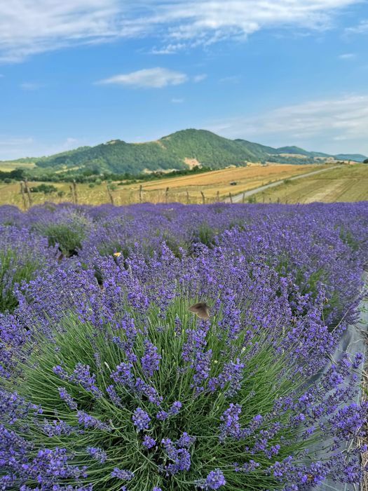 Buchete lavanda diferite marimi