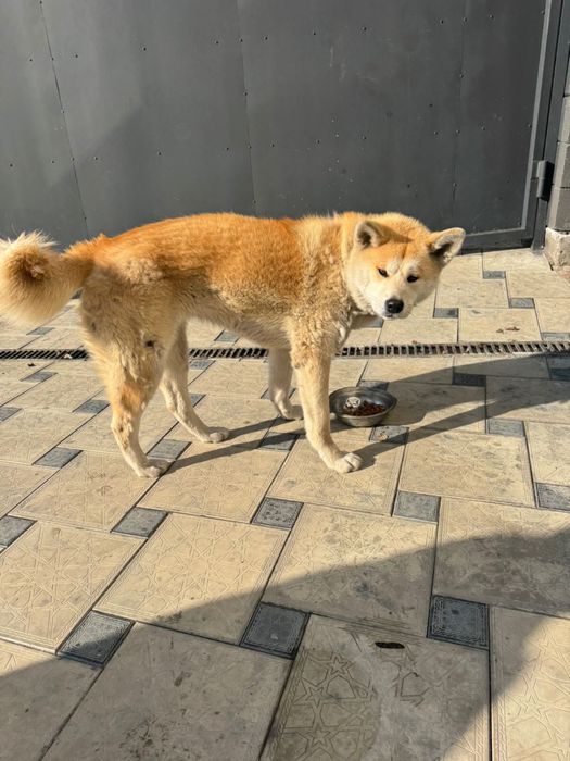 Продам Акита-ину