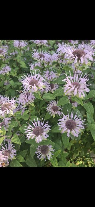 Продам многолетние цветы