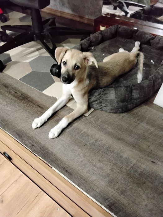 Пристраивается игривая девчонка " королевских" кровей.