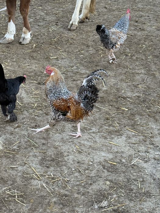 Хурозлар Сотилади Соглом