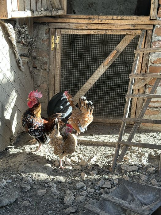 Gaini si cocosi americani pitici