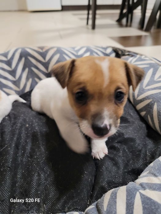 Джак Ръсел Териер