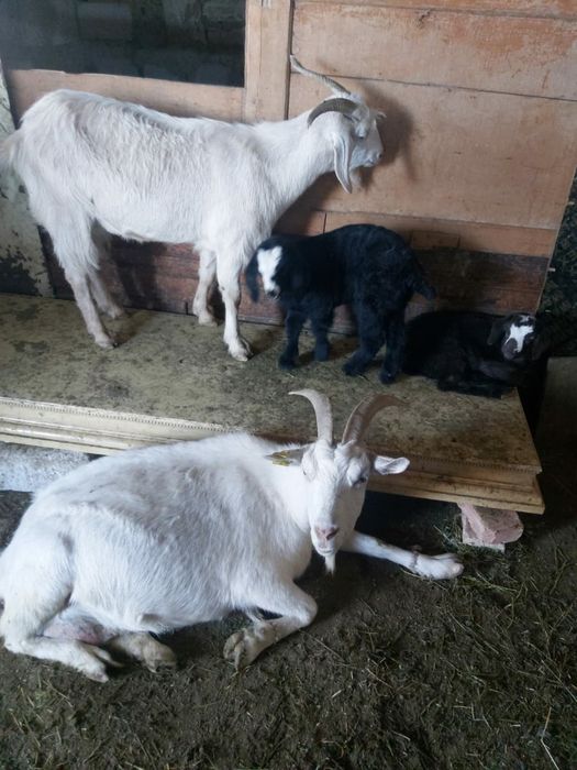 Козы малочные,занина биттал пародистые