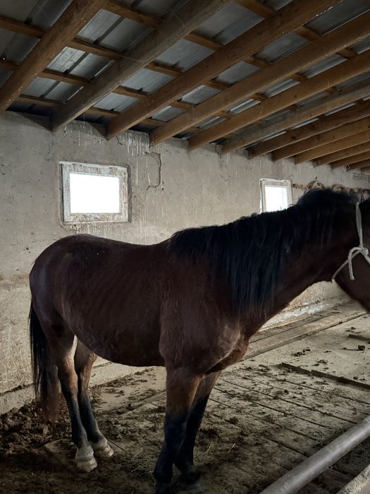 айгыр, жеребец 8 лет