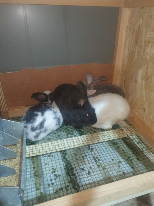 Quyon bolari sotiladi