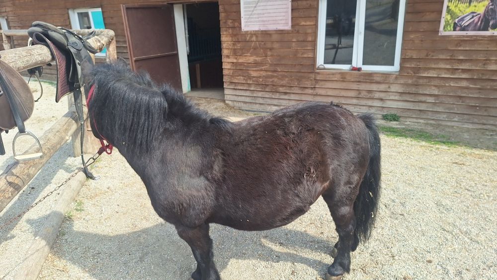 Vând un ponei de șase ani foarte cuminte învățat cu copiii