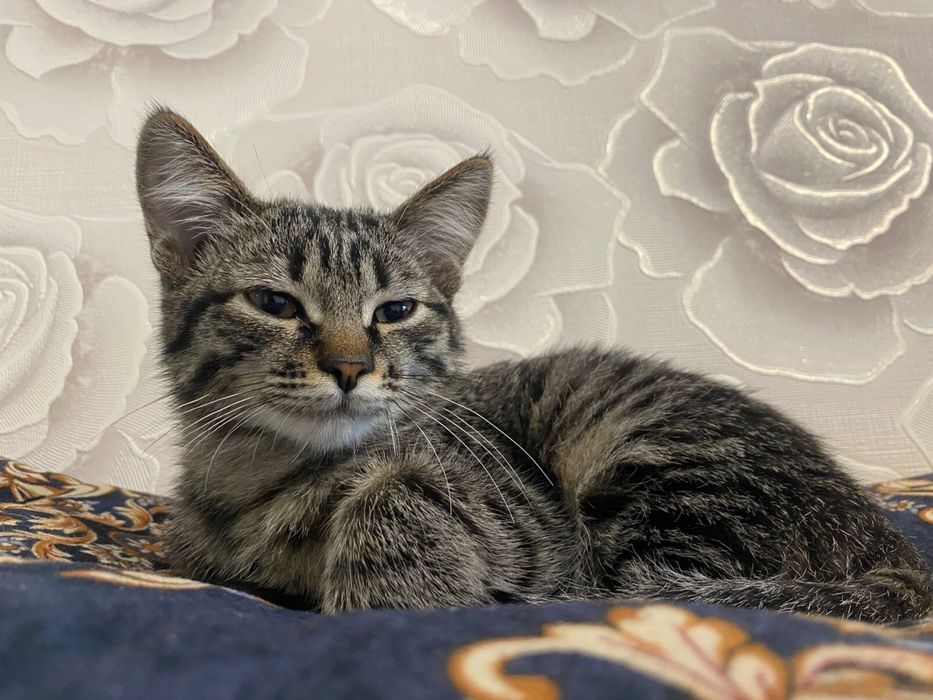 Котенок бесплатно