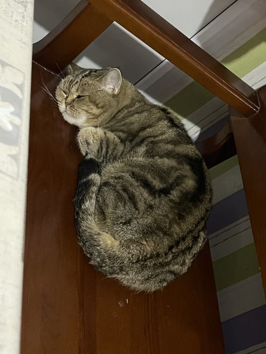 Кот ищет подругу, вязка