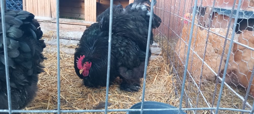 Cochinchina uriaș negru,Cochinchina uriaș galben și  Gersi giant