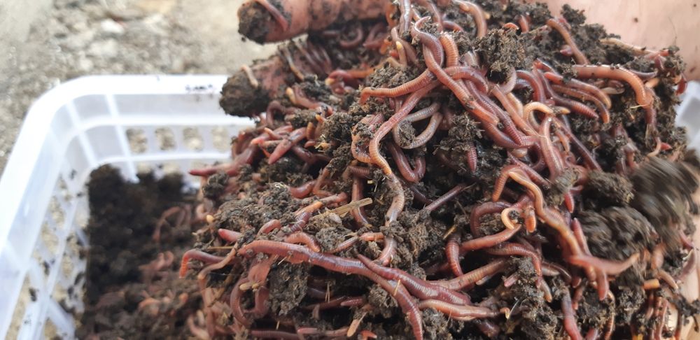 Калифорнийские красные дождевые черви