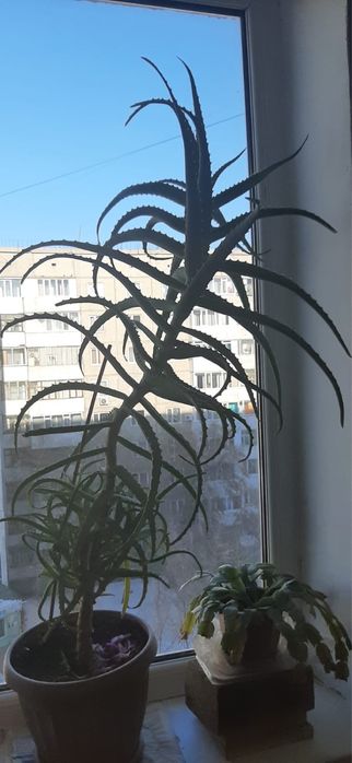 Продам Алоэ