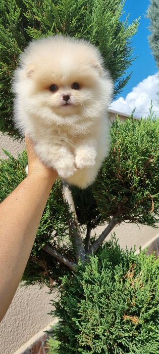 Померан мини мини