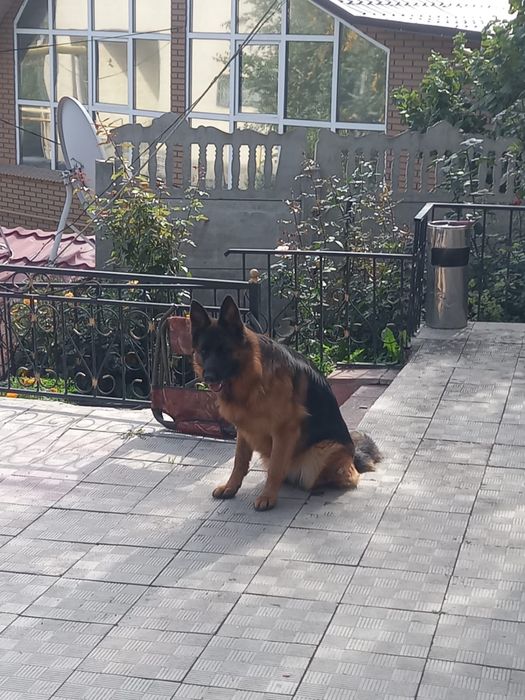 Продам немецкую овчарку