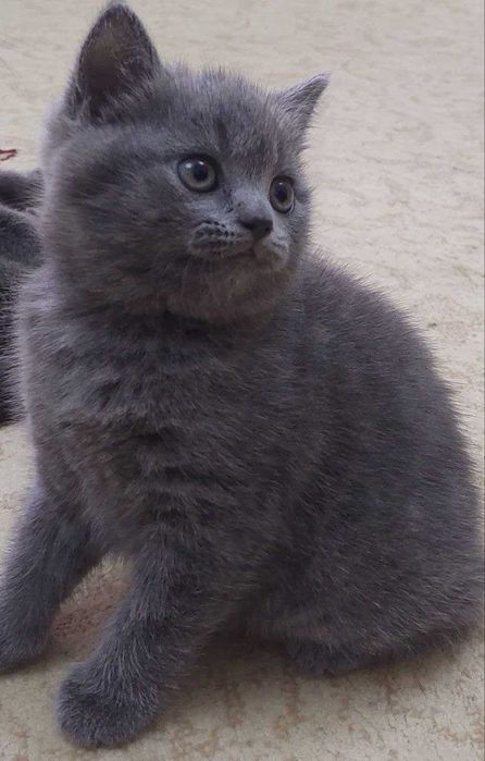 Шотландский мушукчалар сотилади