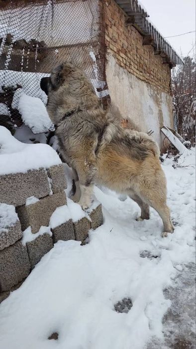 Щенки кавказской овчарки
