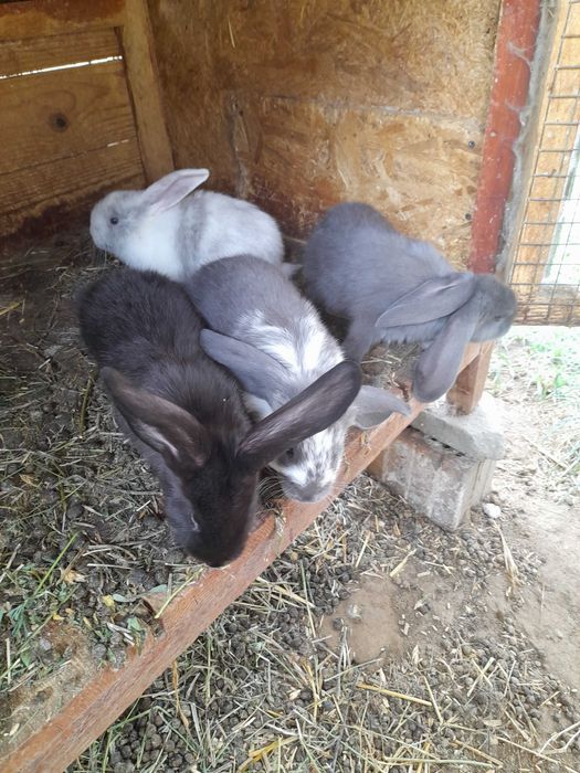 Iepurași de vânzare