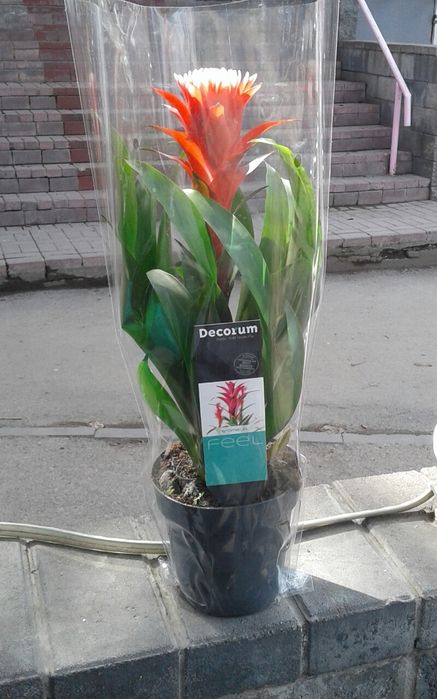 Продаем комнатные цветы