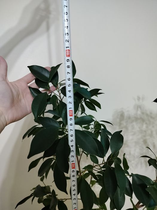 Продается Фикус Бенджамин