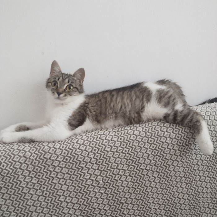 Котёнок в надёжные руки