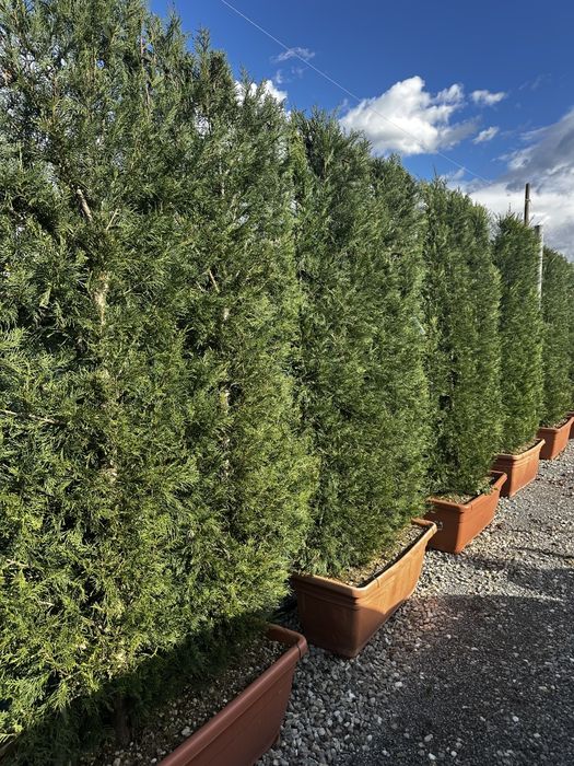 Tuia, catalpa, leylandii, peisagistică-grădină