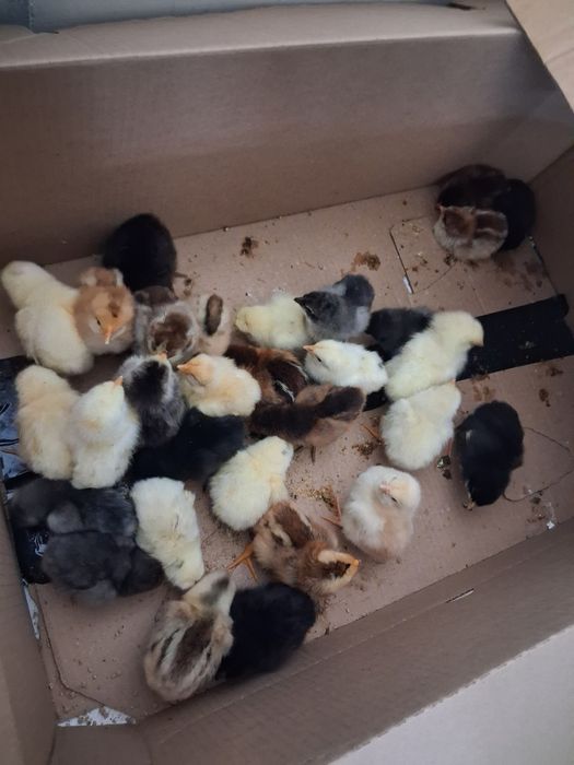 Цыплята разные породы