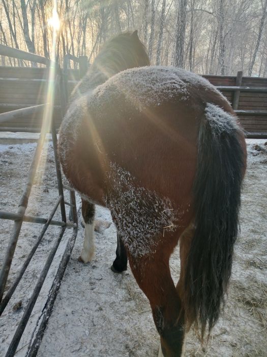 Продам лошадь на согым