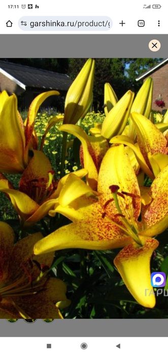 Цветы Гул илдизлари