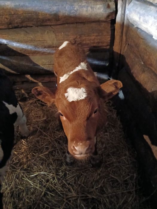 Продам телят.