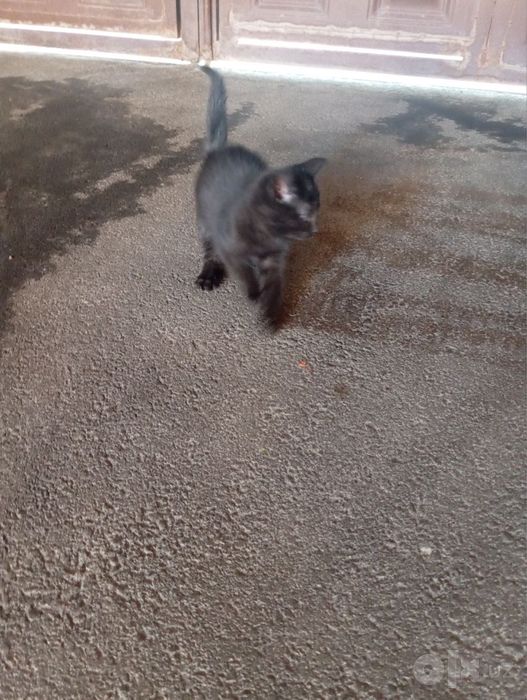 Котёнок отдам даром