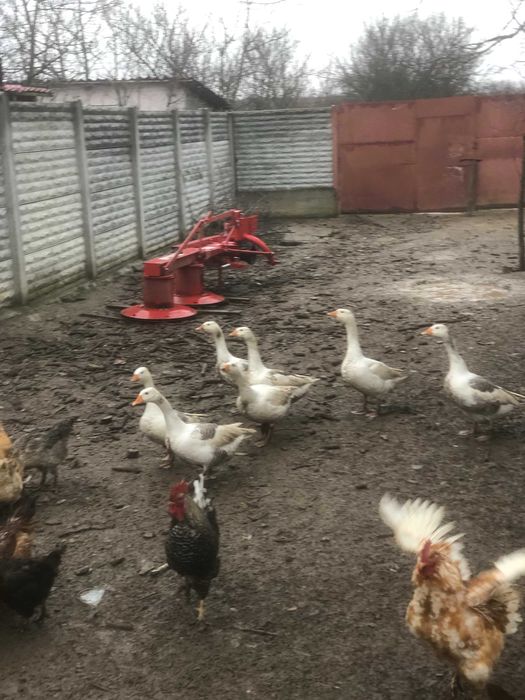 Vand gaste romanesti